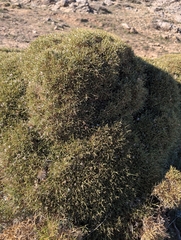 Echinospartum boissieri