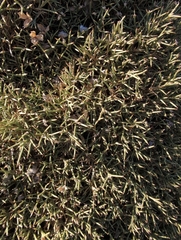 author not stated, no rights reserved Echinospartum boissieri, photograph author not stated, no rights reserved