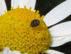 Anthrenus fuscus