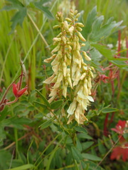 Hedysarum sulphurescens