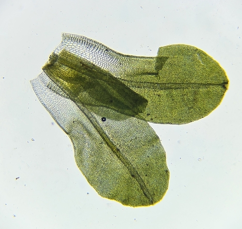 Image of Syntrichia latifolia by (c) Helen Waterman, some rights reserved (CC BY)