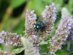 Neomyia viridescens