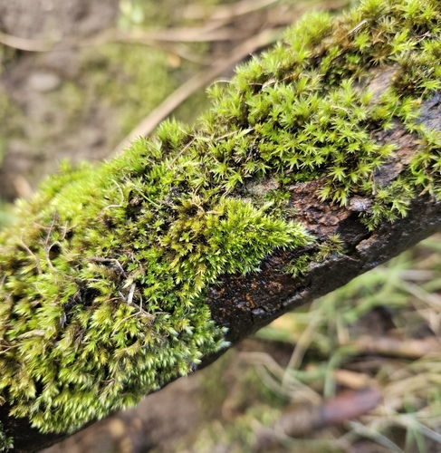 Image of Syntrichia latifolia by (c) Helen Waterman, some rights reserved (CC BY)