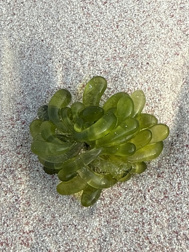Boergesenia forbesii observed 2024-12-23