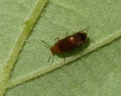 Anaspis flava