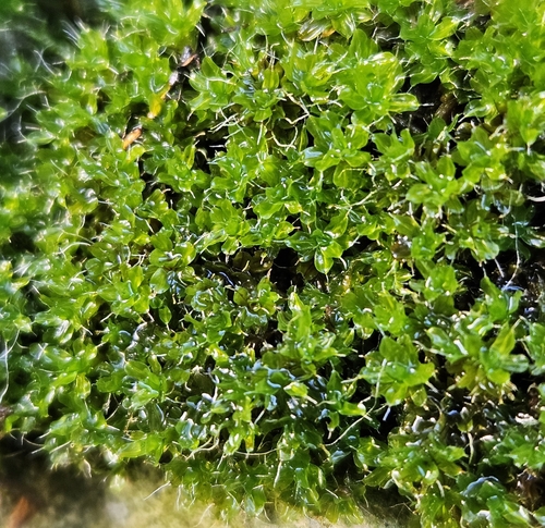 Image of Syntrichia montana by (c) Helen Waterman, some rights reserved (CC BY)