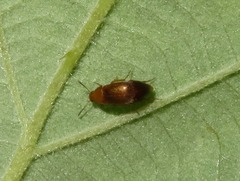 Anaspis flava