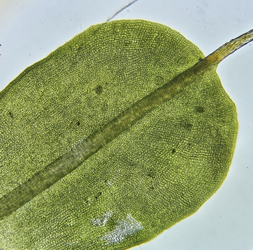 Image of Syntrichia montana by (c) Helen Waterman, some rights reserved (CC BY)