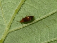 Anaspis flava