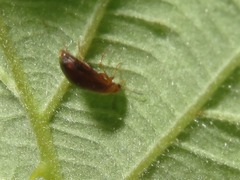 Anaspis flava