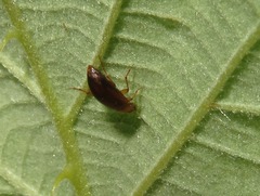 Anaspis flava