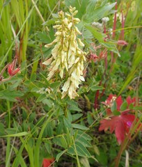 Hedysarum sulphurescens
