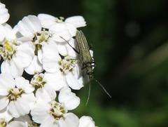 Oedemera lurida