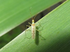 Dicyphus epilobii