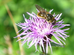 Cheilosia canicularis
