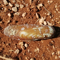 Lithophaga lithophaga