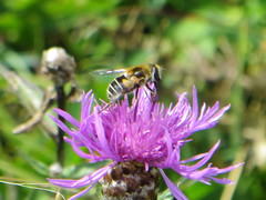 Eristalis jugorum