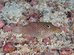 Spotted Sharpnose Puffer photo 2