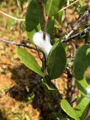 Clastoptera saintcyri