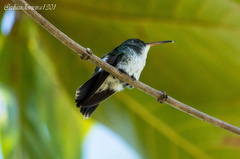 Chrysuronia leucogaster