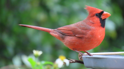 Northern Cardinal photographed in Florida