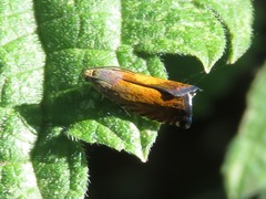 Pammene aurita