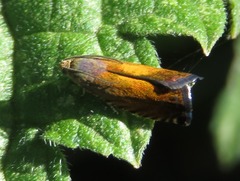 Pammene aurita