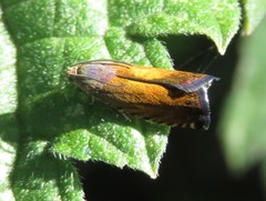 Pammene aurita