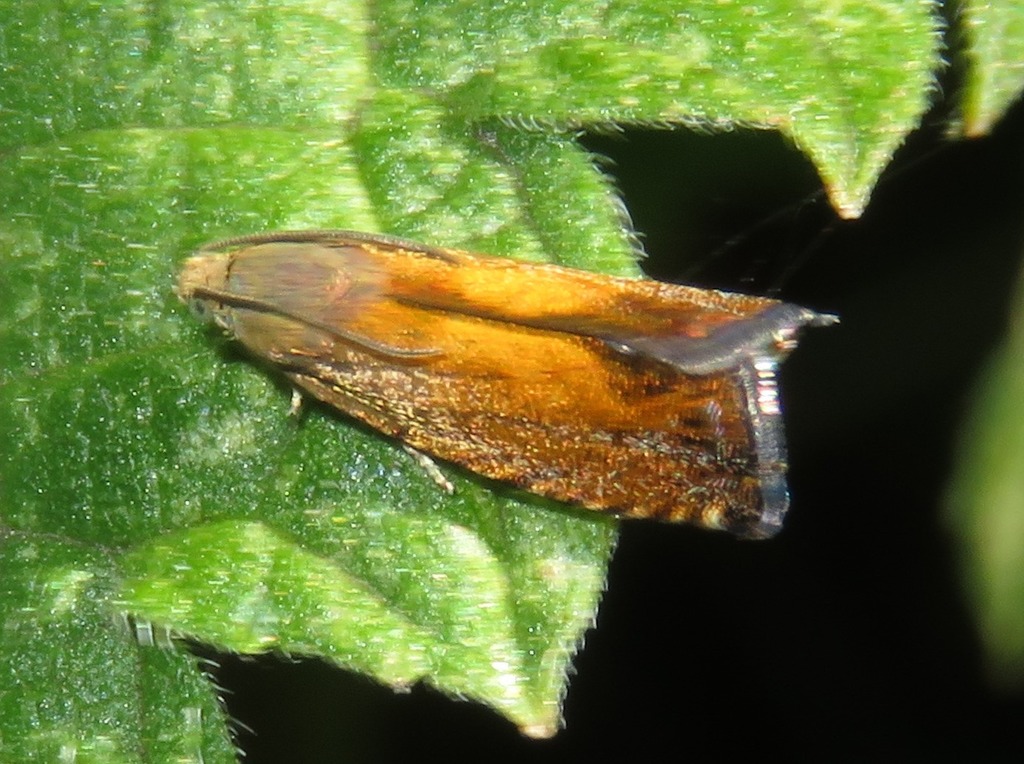 Sycamore Piercer, photo 1 of 10