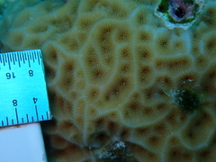 Agaricia humilis