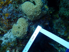 Agaricia humilis