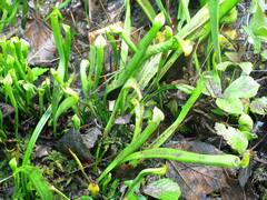 Sarracenia jonesii