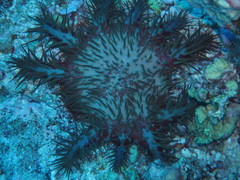 Acanthaster