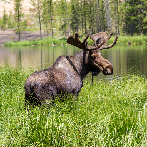 Moose photographed in Colorado