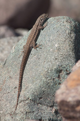 Liolaemus nigroviridis