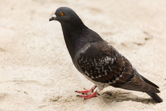 Columba livia domestica