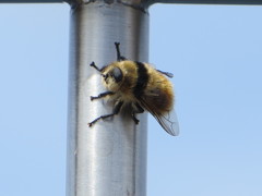 Cephenemyia stimulator