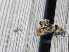 Cephenemyia stimulator
