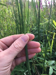 Juncus oxymeris