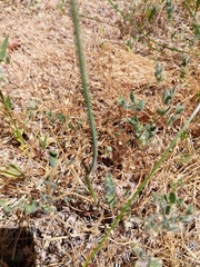 Perideridia parishii