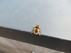 Cephenemyia stimulator