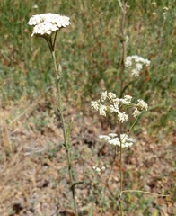 Perideridia parishii