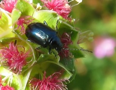 Altica oleracea