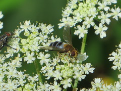 Leucozona glaucia