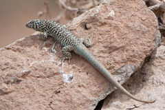 Liolaemus nigroviridis