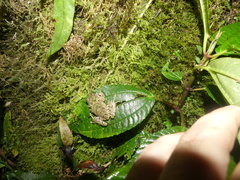 Pristimantis crucifer