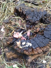 Auricularia angiospermarum