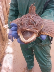 Hemitripterus americanus