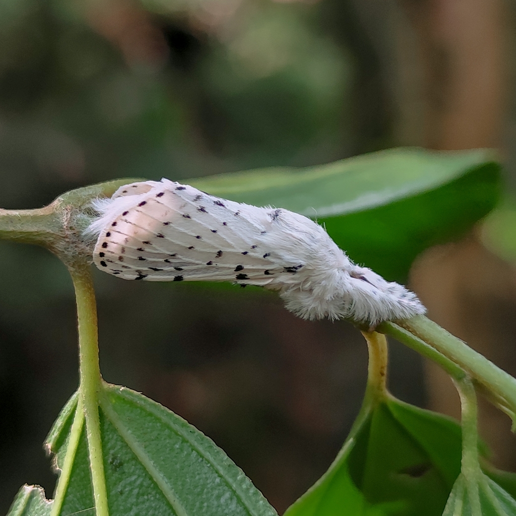 Artace regalis