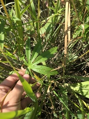 Sidalcea hendersonii